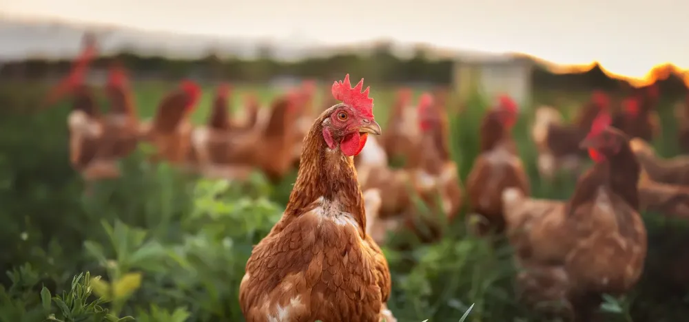 Poule pondeuse à Corrençon-en-Vercors