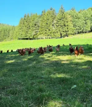 Exploitage poule vercors