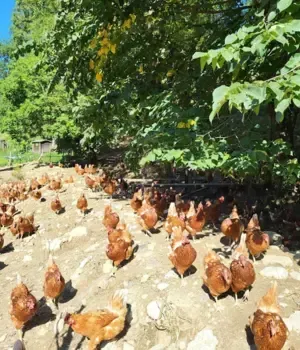 Exploitation de poule
