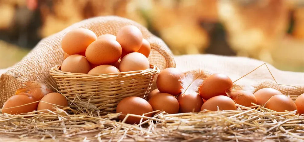 Œuf à Corrençon-en-Vercors