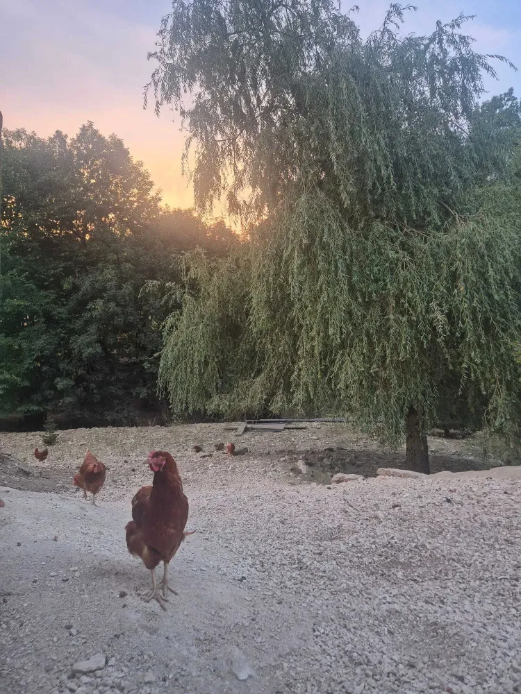 loeuf du vercors poules exploitation (1)