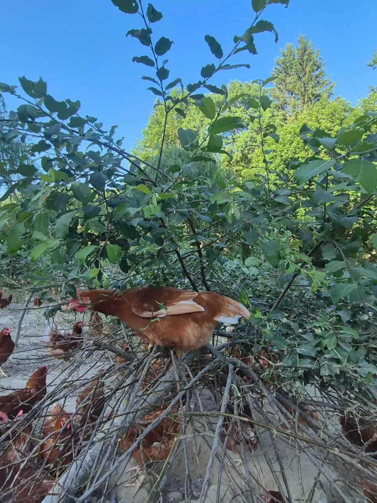 loeuf du vercors poules exploitation (2)