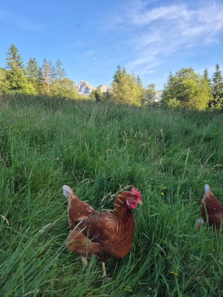 loeuf du vercors poules exploitation (4)