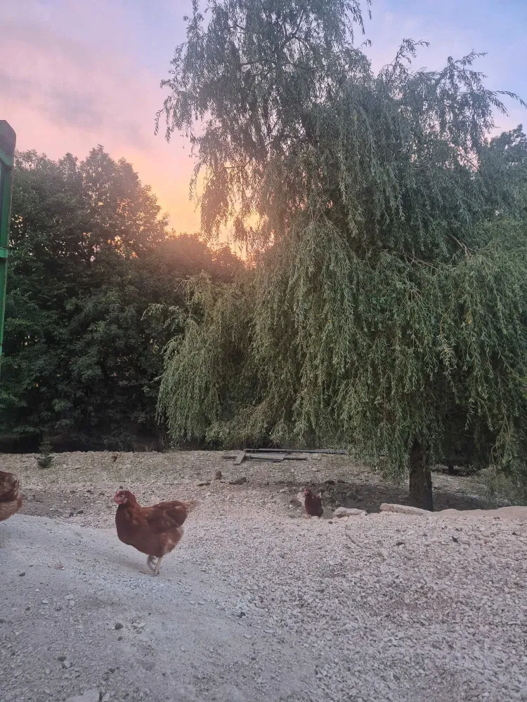 loeuf du vercors poules exploitation (5)