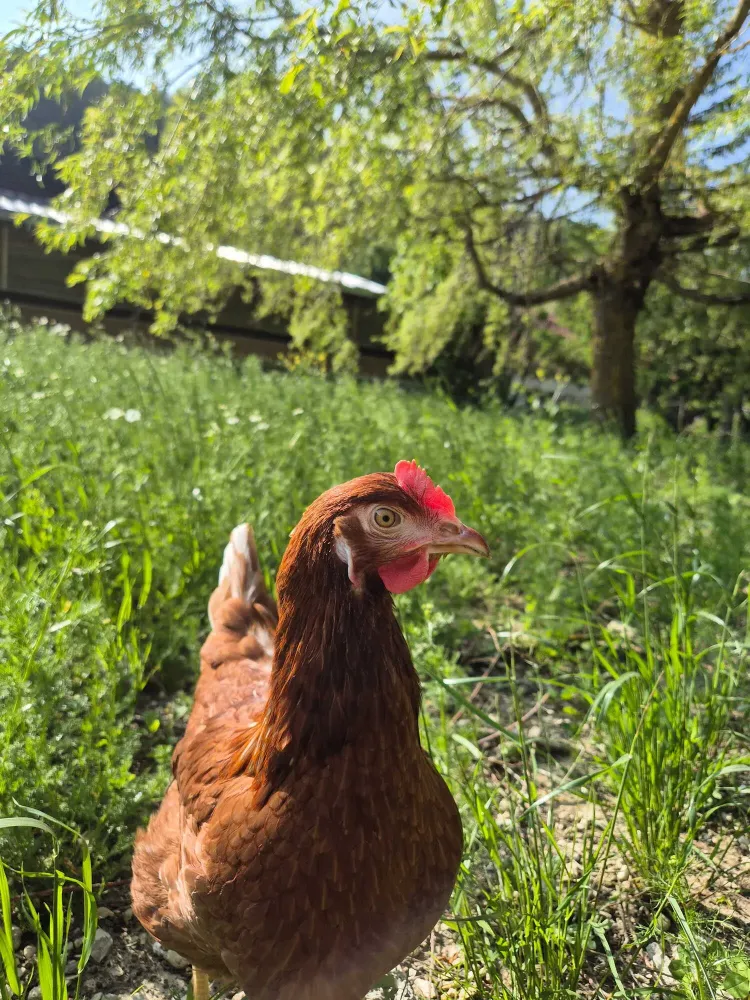 poules ferme oeufs (3)