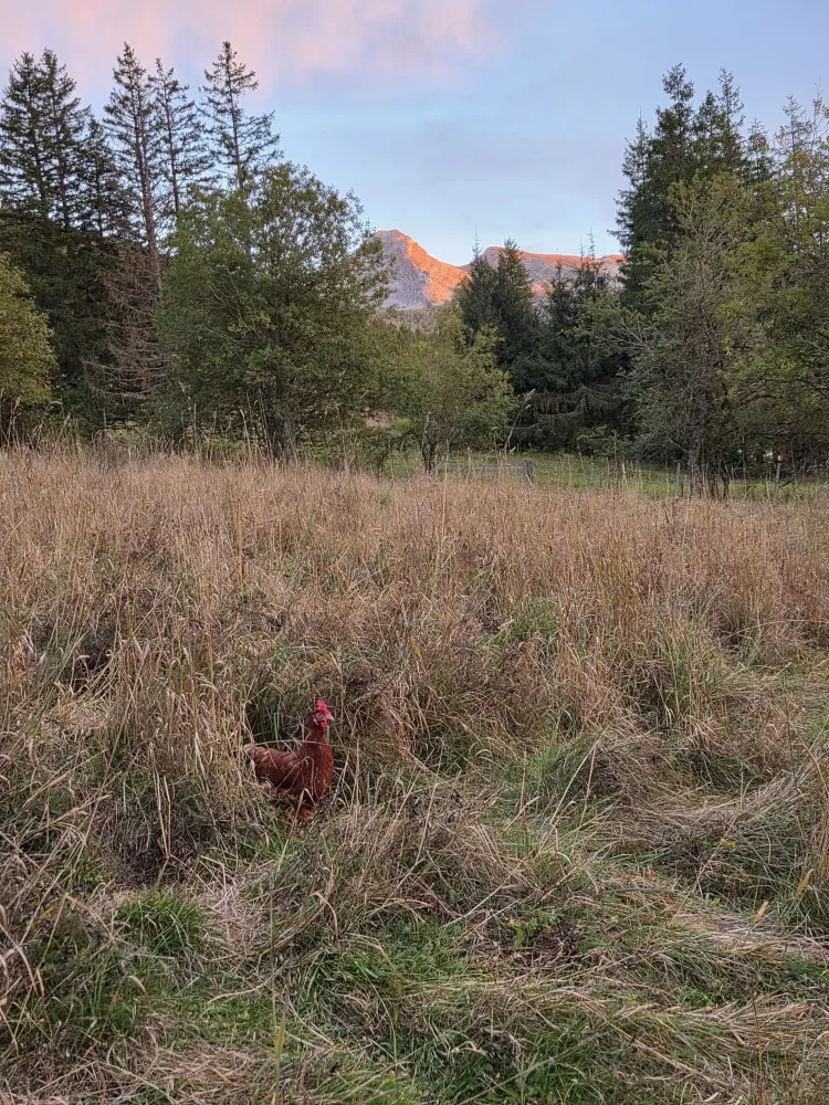 poules ferme oeufs (6)