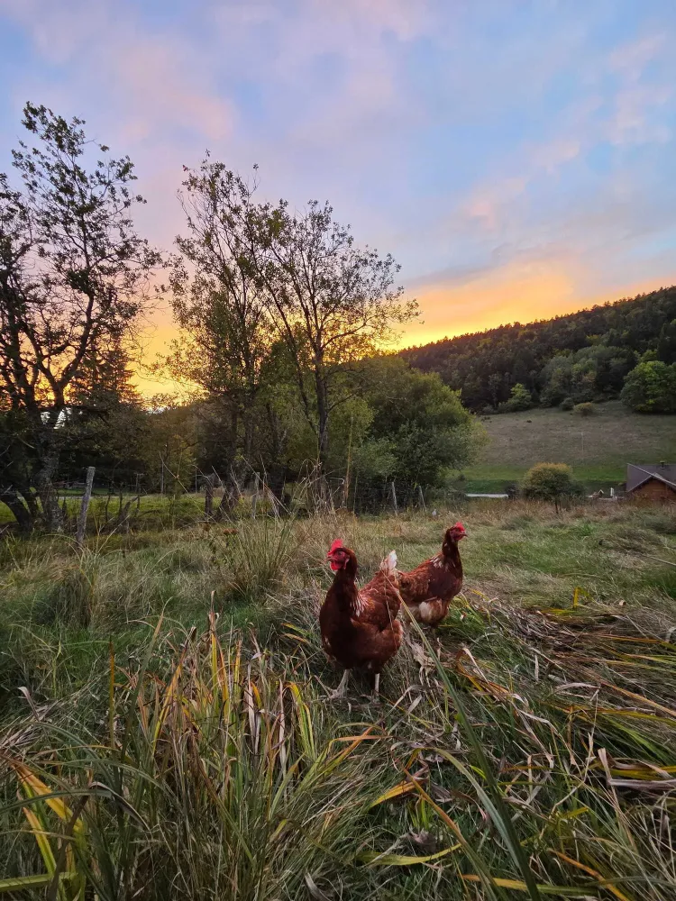 poules ferme oeufs (7)